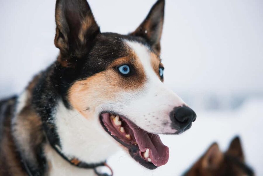 Rovaniemi: Arctic Circle Long Trail Husky Adventure - Meeting the Alaskan Huskies before and after the ride