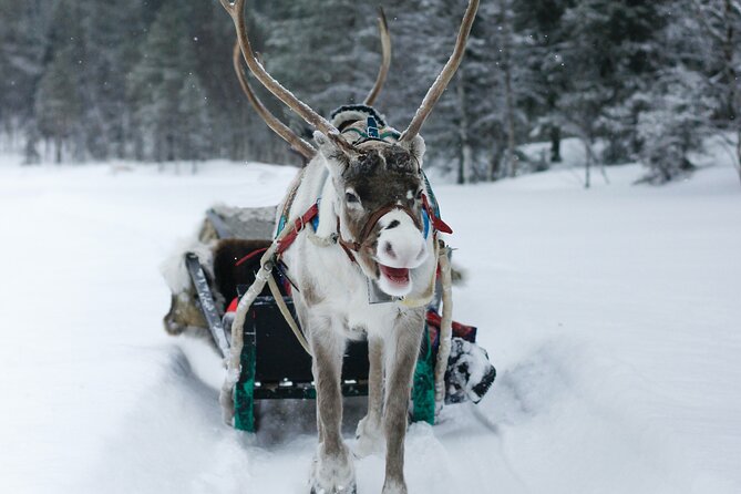 Rovaniemi: Authentic Lapland Reindeer Farm Visit & Sled Ride - What the educational talk adds