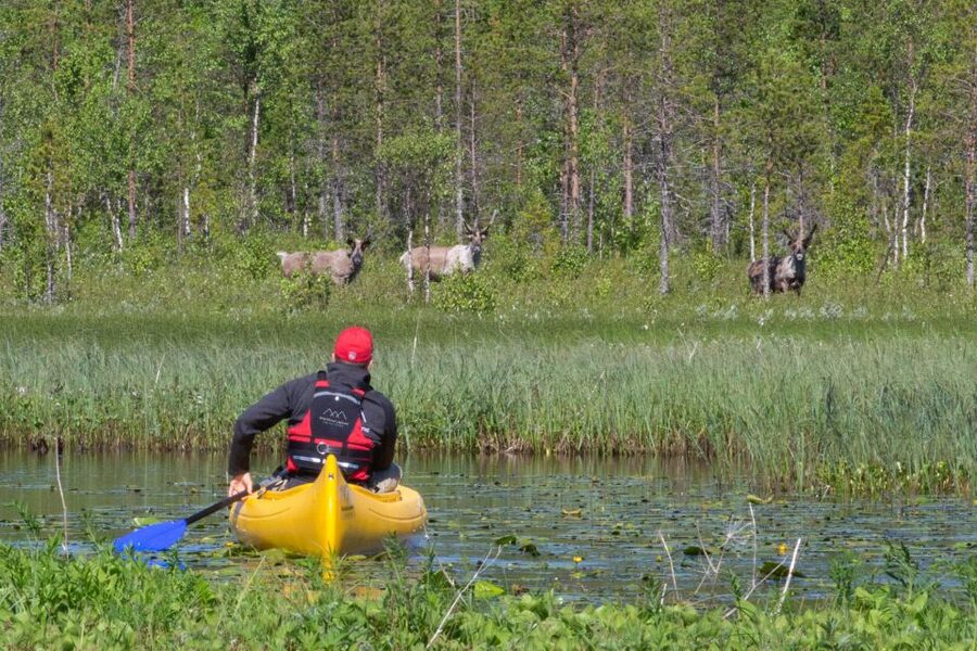 Rovaniemi: Authentic Reindeer Farm & Canoeing - A working farm and calm reindeer