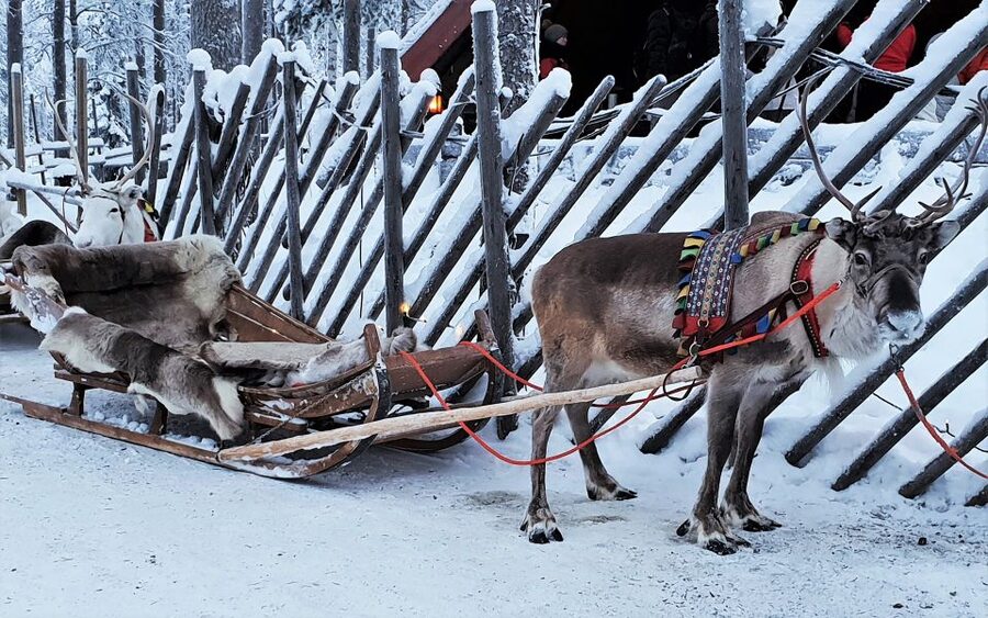 Rovaniemi: Authentic Reindeer Farm Visit & Short Sleigh Ride - Key points to know before you go