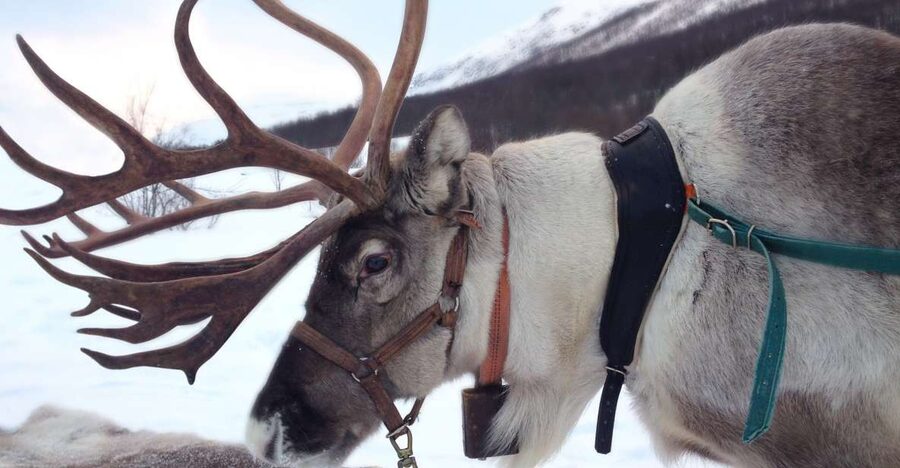 Rovaniemi: Authentic Reindeer Farm Visit & Short Sleigh Ride - Meeting Lapland’s most familiar animal