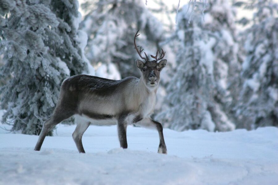 Rovaniemi: Authentic Reindeer Farm Visit & Short Sleigh Ride - Stories beside the fire in a traditional kota
