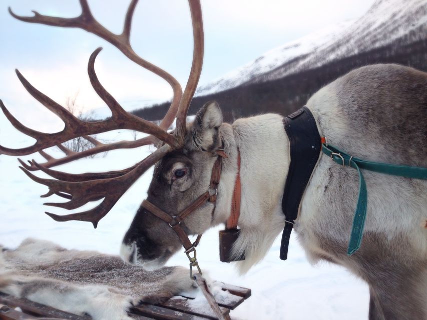 Rovaniemi: Authentic Reindeer Farm Visit & Short Sleigh Ride - Pickup from Rovaniemi and the ride to the farm