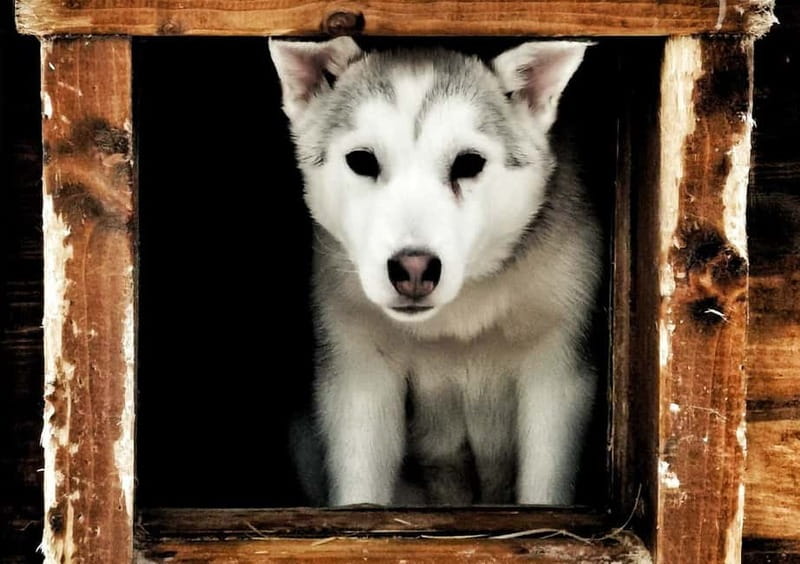 Rovaniemi: Autumn Husky Ride on Wheels - Key points to know before booking