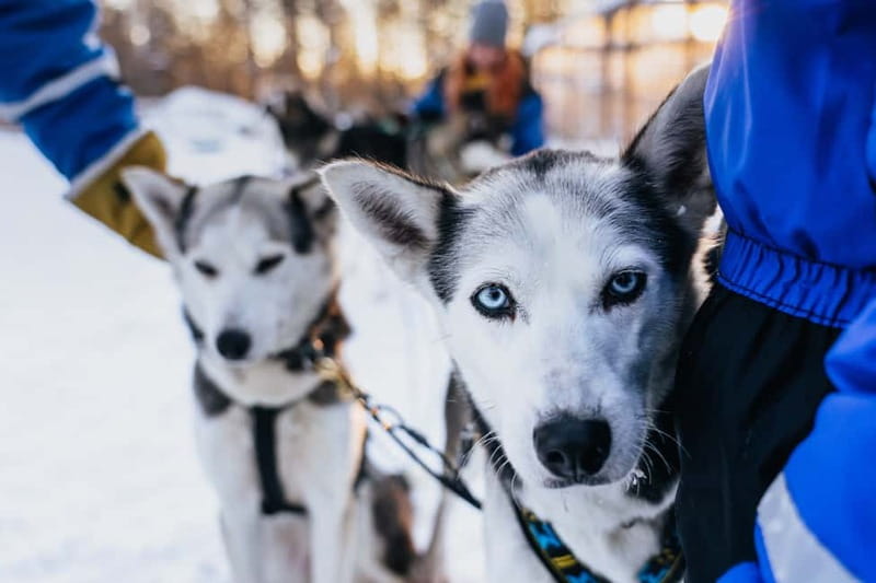 Rovaniemi: Autumn Husky Ride on Wheels - Meeting the huskies before the cart ride