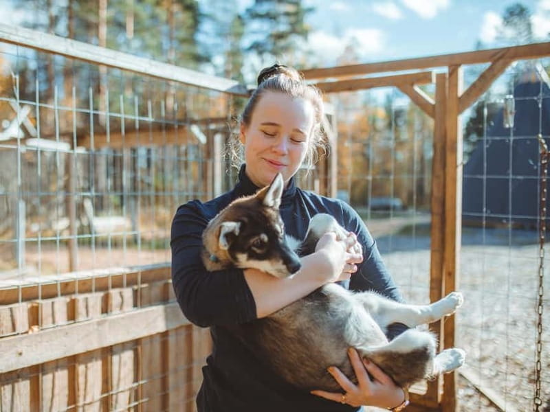 Rovaniemi: Autumn Husky Ride on Wheels - The 3 km ride through fields and forests
