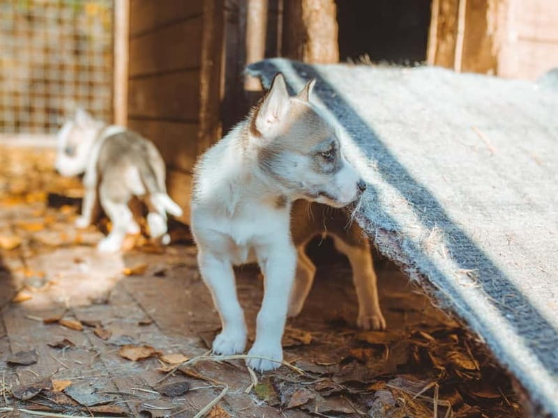 Rovaniemi: Autumn Husky Ride on Wheels - Is the $169 price good value?