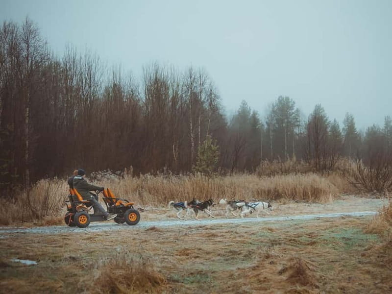 Rovaniemi: Autumn Husky Ride on Wheels - Who will enjoy this tour most