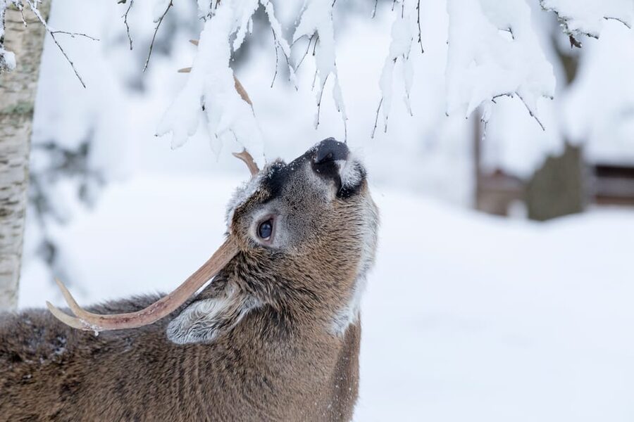 Rovaniemi: Day at Ranua Wildlife Park Arctic Zoo - Why Ranua makes a good half-day from Rovaniemi