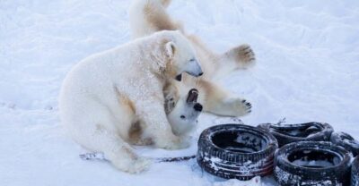 Day at Ranua Wildlife Park Arctic Zoo