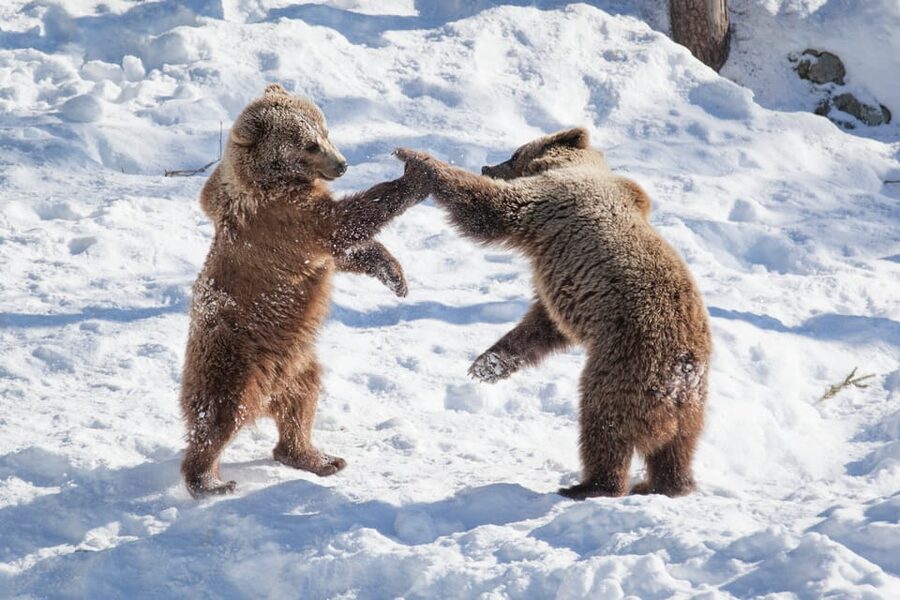 Rovaniemi: Day at Ranua Wildlife Park Arctic Zoo - Is $176 a fair price?
