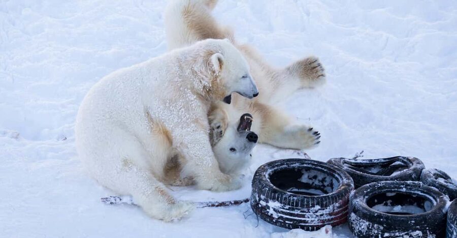 Rovaniemi: Day at Ranua Wildlife Park Arctic Zoo - The one-hour ride from Rovaniemi