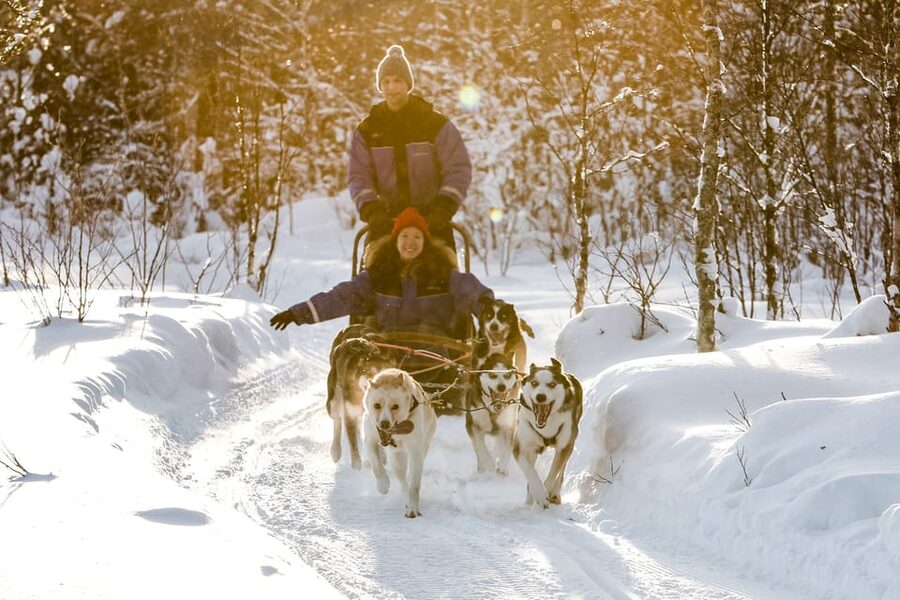 Rovaniemi: Daytime Husky Safari - Five kilometres through woods and open ice