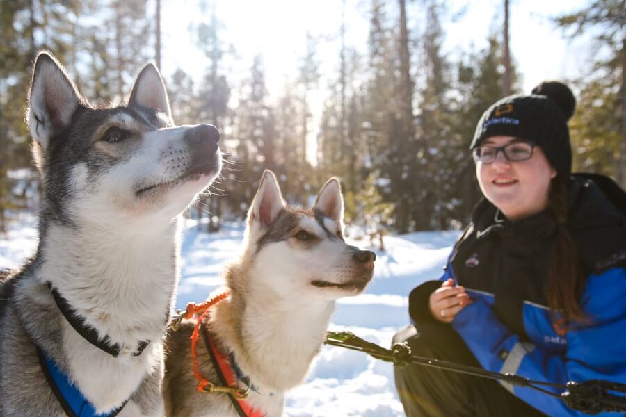 Rovaniemi: Daytime Husky Safari - Meeting the Alaskan huskies before the run