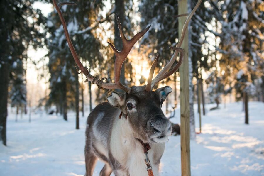 Rovaniemi: Daytime Reindeer Sleigh Ride - Meeting the Herd Before the Sleigh Ride