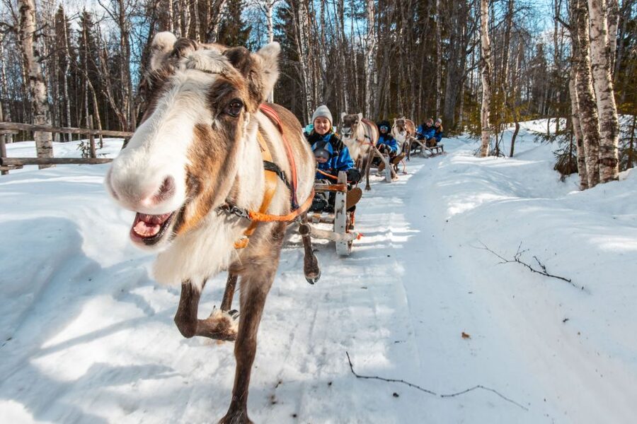 Rovaniemi: Daytime Reindeer Sleigh Ride - FAQ