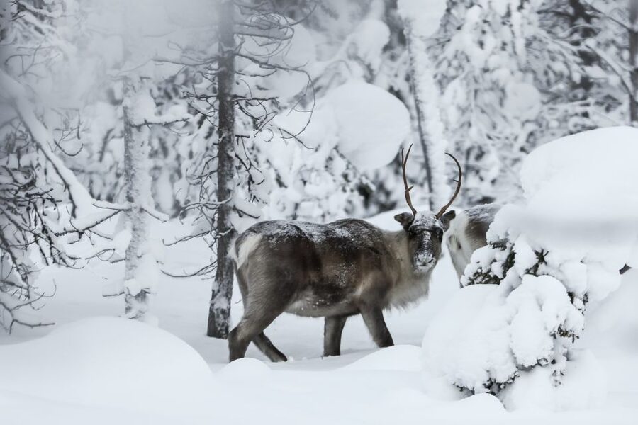 Rovaniemi: Daytime Reindeer Sleigh Ride - Settling Into the Traditional Sleigh