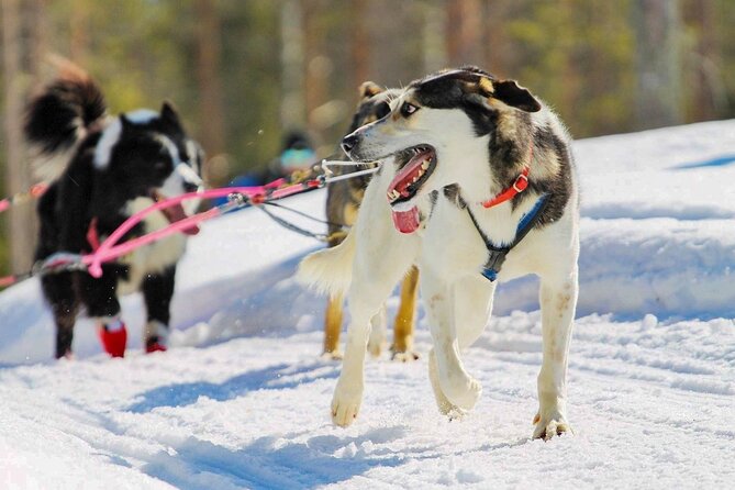 Rovaniemi: Drive Your Own Husky Team (6–10 km) & BBQ - Taking the reins in a Rovaniemi forest