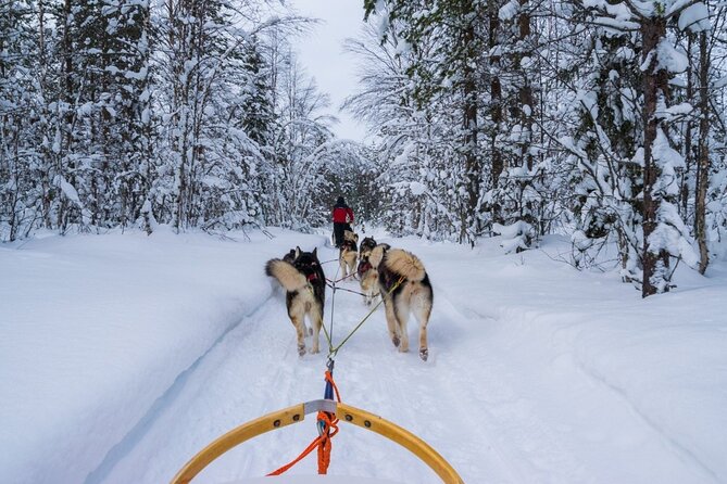 Rovaniemi: Drive Your Own Husky Team (6–10 km) & BBQ - Guides who shape the day