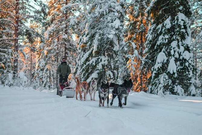 Rovaniemi: Drive Your Own Husky Team (6–10 km) & BBQ - Meeting the huskies beyond the ride