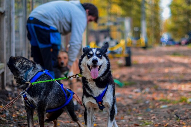 Rovaniemi: Drive Your Own Husky Team (Autumn) & BBQ - Key points to know before booking