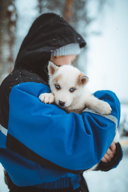Rovaniemi: Early Winter Husky Sled Ride - Taking the Musher’s Position on the 3 km Trail
