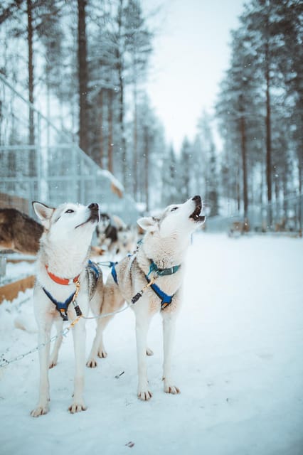 Rovaniemi: Early Winter Husky Sled Ride - Starting Early With Stored Snow