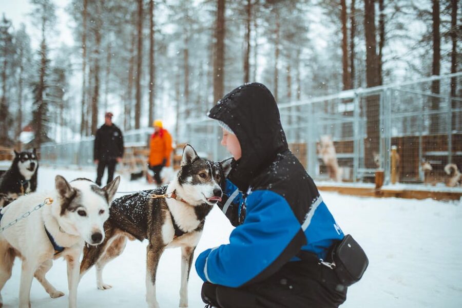 Rovaniemi: Early Winter Husky Sled Ride - What the 1.5-Hour Visit Feels Like