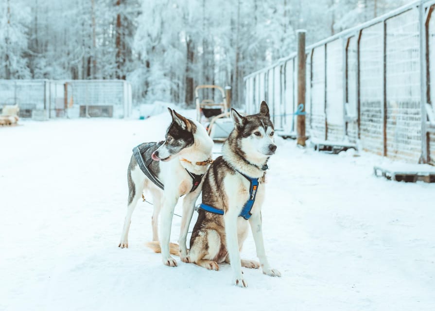 Rovaniemi: Early Winter Husky Sled Ride - Staying Warm in Arctic Conditions