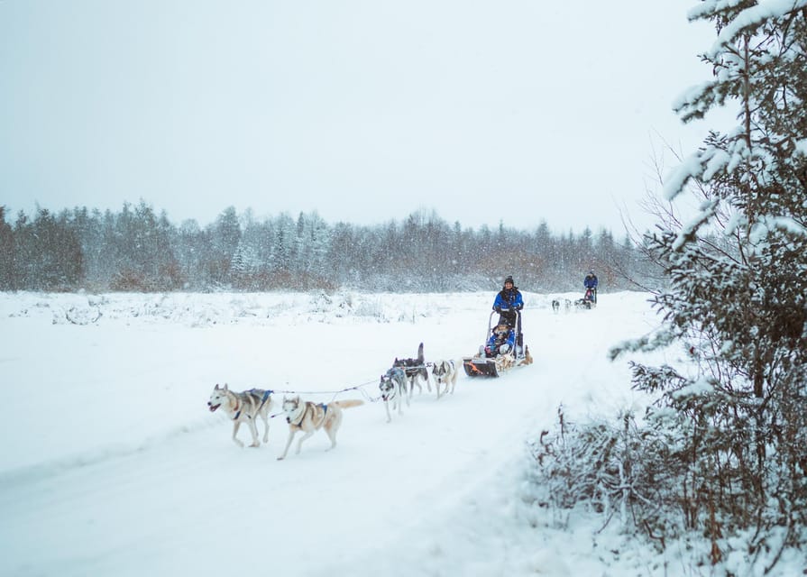 Rovaniemi: Early Winter Husky Sled Ride - Meeting the Huskies Before the Ride
