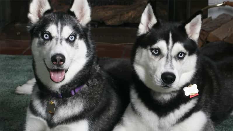 Rovaniemi: Family Friendly Husky Ride and Farm Visit - A first taste of Lapland by husky sled