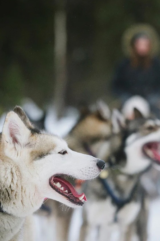Rovaniemi: Family Friendly Husky Ride and Farm Visit - At the local husky farm
