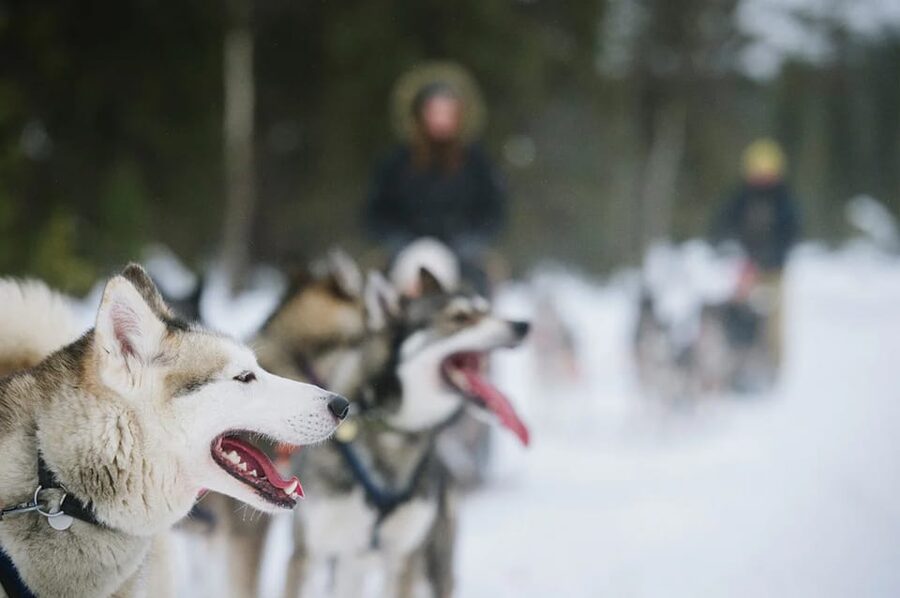 Rovaniemi: Family Friendly Husky Ride and Farm Visit - The five-minute sled ride