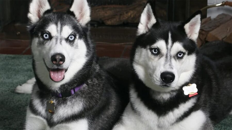 Rovaniemi: Family Friendly Husky Ride and Farm Visit - Why the family angle works