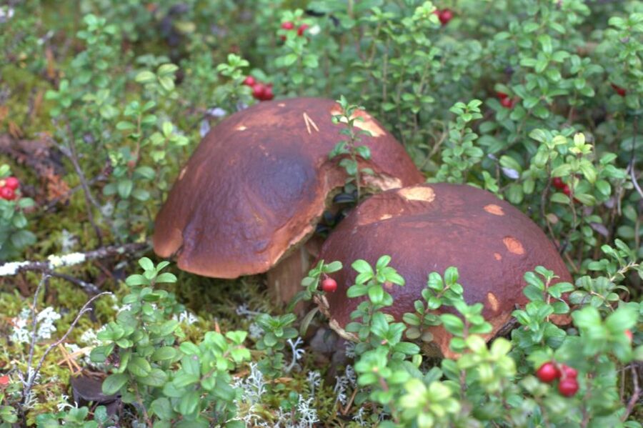 Rovaniemi forest foraging adventure: Pick, Prepare, Savor - Key points at a glance