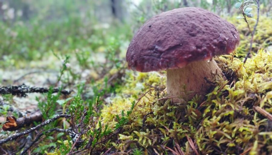 Rovaniemi forest foraging adventure: Pick, Prepare, Savor - A forest meal, not just a sightseeing walk