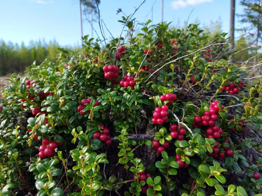 Rovaniemi forest foraging adventure: Pick, Prepare, Savor - Why mushroom identification matters