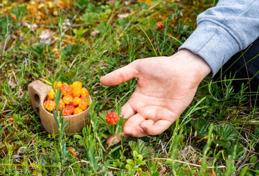 Rovaniemi forest foraging adventure: Pick, Prepare, Savor - The three-hour pace and physical effort