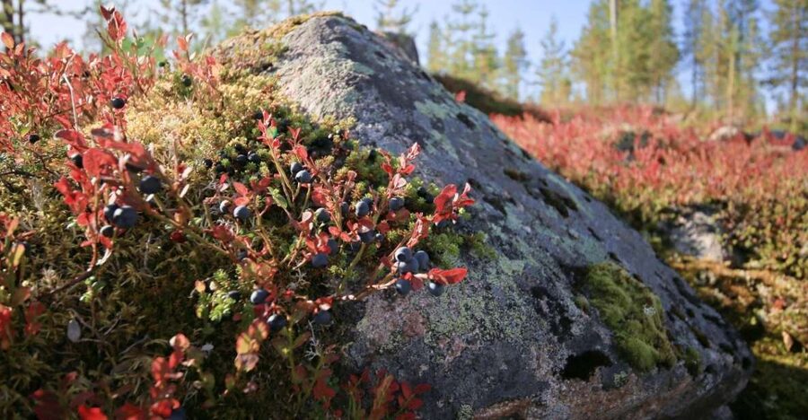 Rovaniemi forest foraging adventure: Pick, Prepare, Savor - Price, group size, and overall value