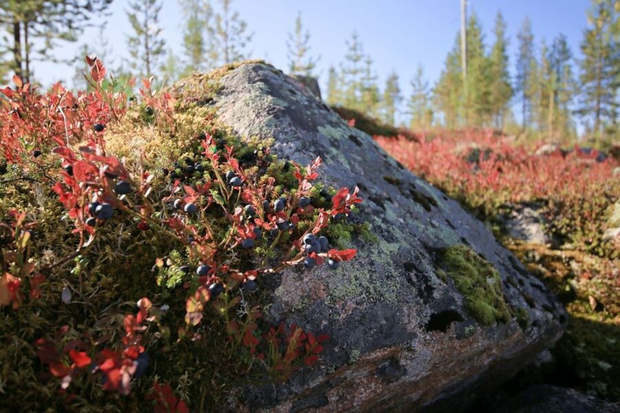 Rovaniemi forest foraging adventure: Pick, Prepare, Savor - Practical advice before you go