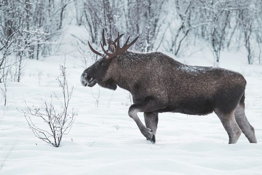 Rovaniemi: Full-Day Highlights Tour with Buffet Lunch - How to make the day work better