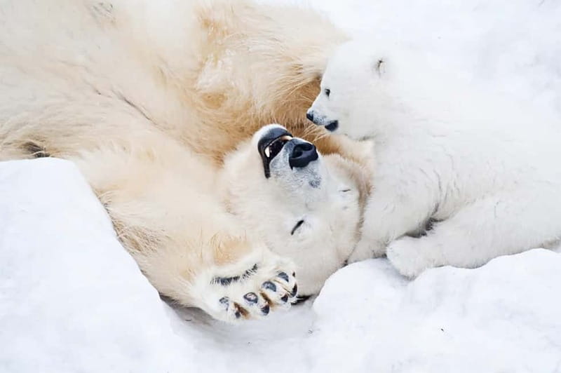 Rovaniemi: Full-Day Highlights Tour with Buffet Lunch - A six-hour introduction to Rovaniemi