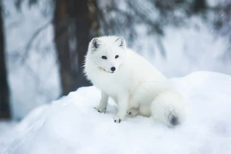 Rovaniemi: Full-Day Highlights Tour with Buffet Lunch - Short husky and reindeer sleigh rides