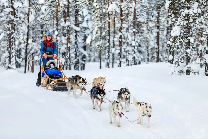 Rovaniemi: Full-Day Highlights Tour with Buffet Lunch - Lunch keeps the schedule practical