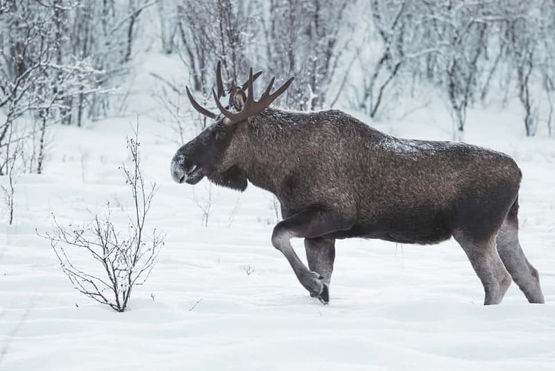 Rovaniemi: Full-Day Highlights Tour with Buffet Lunch - Arktikum Museum gives the day some depth