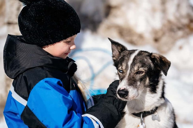 Rovaniemi: Full-Day Snow and Fun Activities - Husky ride and time with the dogs