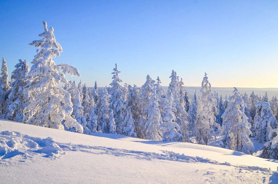 Rovaniemi: Guided Wilderness Snowmobile Ride - Through frozen trees and open countryside