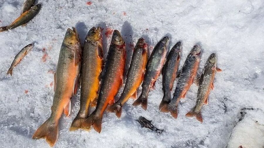 Rovaniemi: Half-Day Snowmobile & Ice Fishing Experience - Snowmobile Power in the Nordic Forests
