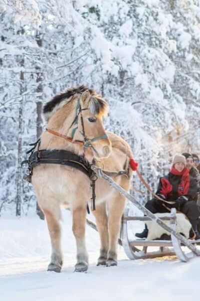 Horse Sleigh Ride under the Night Sky