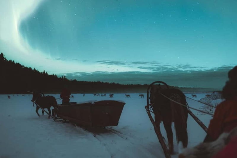 Rovaniemi: Horse Sleigh Ride under the Night Sky - How much value do you get for $185?